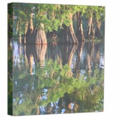 Cypress Impressionist on canvas